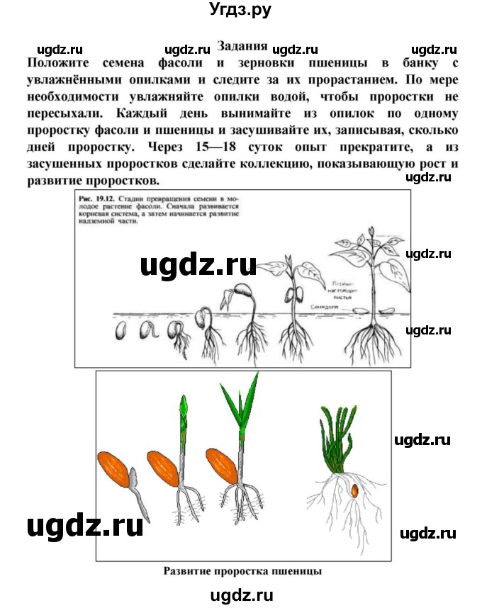 ГДЗ (решебник) по биологии 6 класс Пасечник В. В. / § 20. Прорастание семян / Задания