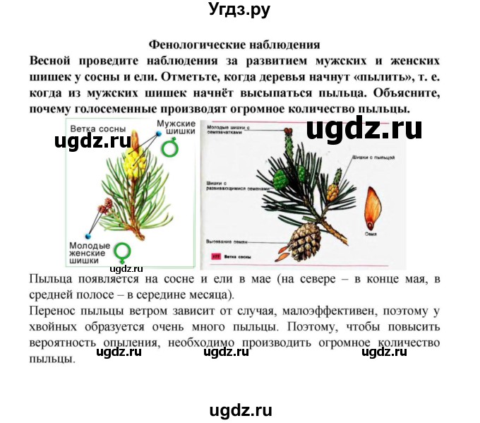 ГДЗ (решебник) по биологии 6 класс Пасечник В. В. / § 23. Размножение голосеменных растений / Фенологические наблюдения