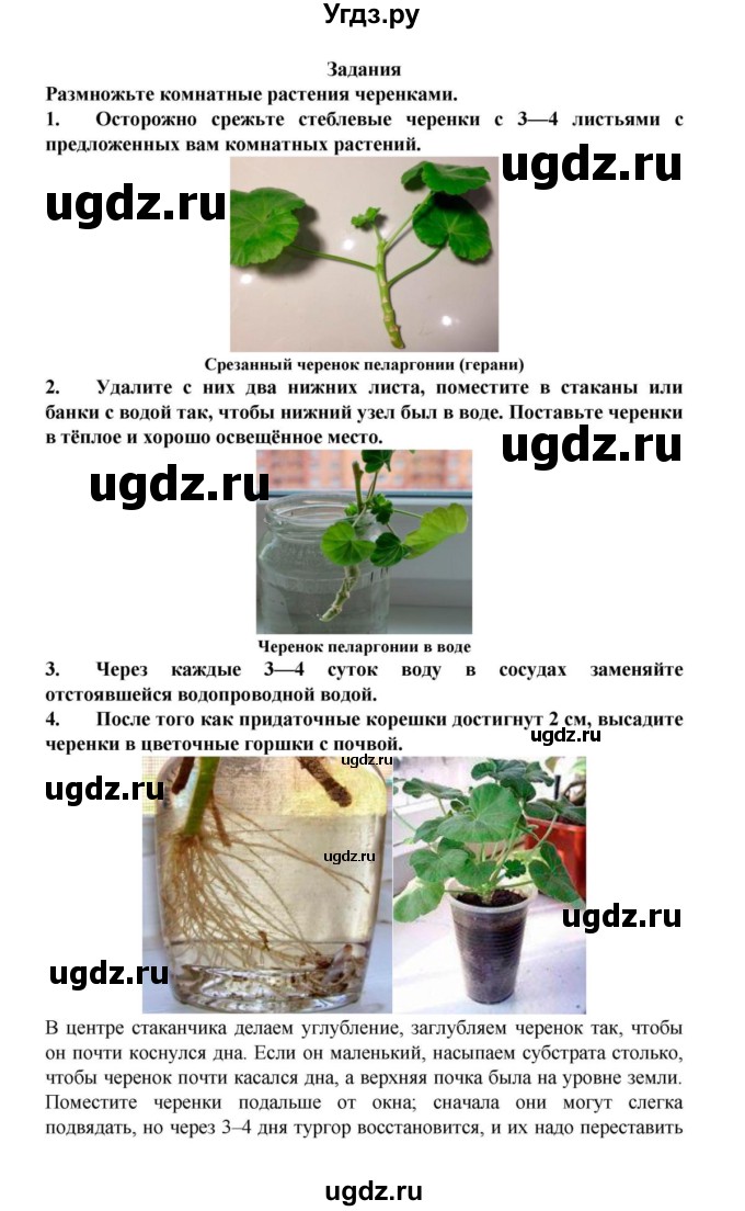 ГДЗ (решебник) по биологии 6 класс Пасечник В. В. / § 25. Вегетативное размножение покрытосеменных растений / Задания