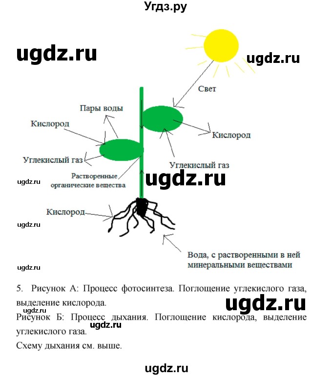 ГДЗ (Решебник) по биологии 6 класс Пономарева И.Н. / страница-№ / 85(продолжение 3)