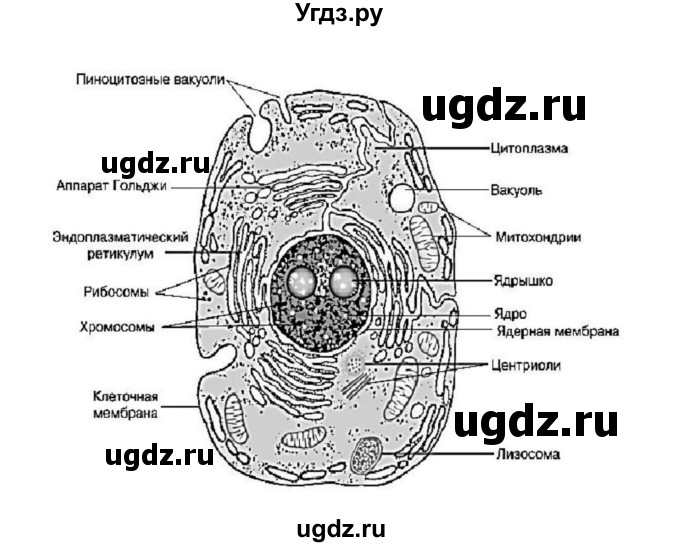 ГДЗ (Решебник) по биологии 9 класс (рабочая тетрадь) Пономарева И.Н. / страница номер / 24(продолжение 2)