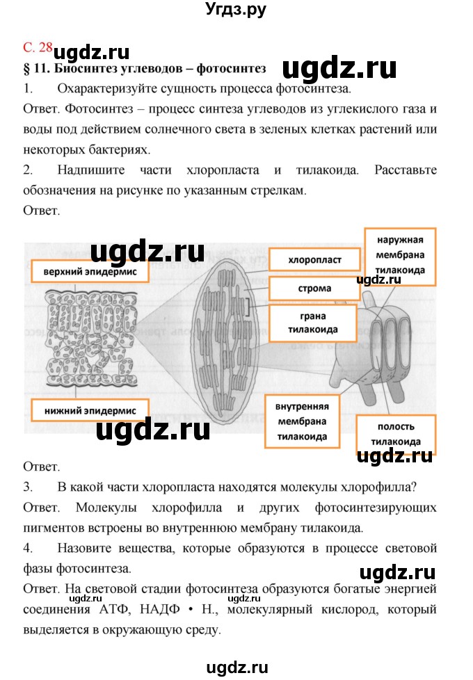 ГДЗ (Решебник) по биологии 9 класс (рабочая тетрадь) Пономарева И.Н. / страница номер / 28