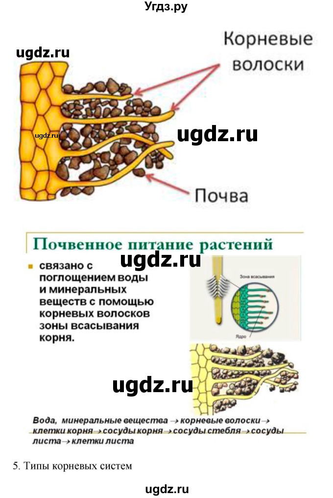 ГДЗ (Решебник 1) по биологии 7 класс Пономарева И.Н. / параграф номер / 12(продолжение 2)