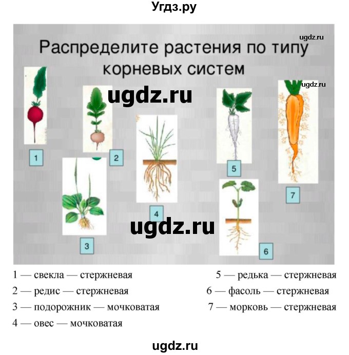 ГДЗ (Решебник 1) по биологии 7 класс Пономарева И.Н. / параграф номер / 12(продолжение 3)
