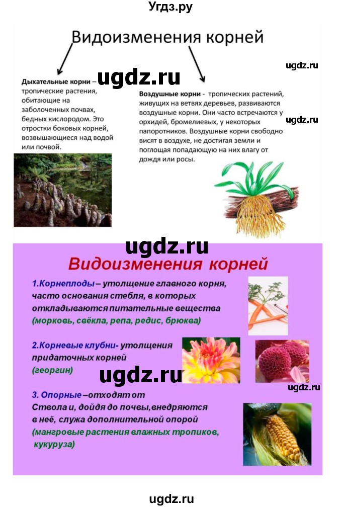 ГДЗ (Решебник 1) по биологии 7 класс Пономарева И.Н. / параграф номер / 14(продолжение 2)