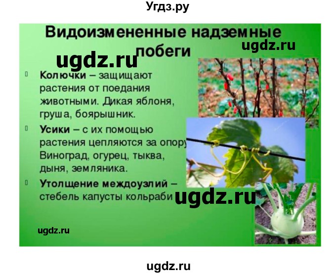 ГДЗ (Решебник 1) по биологии 7 класс Пономарева И.Н. / параграф номер / 19(продолжение 3)