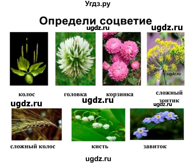 ГДЗ (Решебник 1) по биологии 7 класс Пономарева И.Н. / параграф номер / 21(продолжение 2)