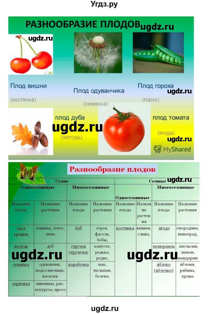 ГДЗ (Решебник 1) по биологии 7 класс Пономарева И.Н. / параграф номер / 23(продолжение 2)