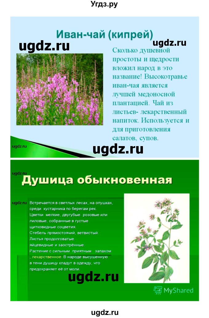 ГДЗ (Решебник 1) по биологии 7 класс Пономарева И.Н. / параграф номер / 45(продолжение 8)