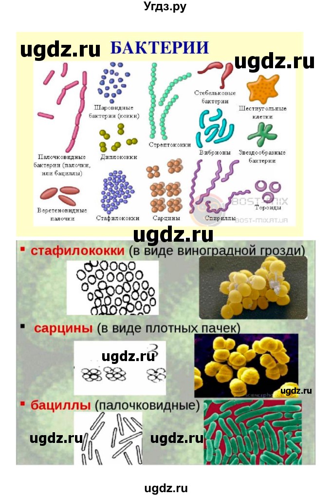 ГДЗ (Решебник 1) по биологии 7 класс Пономарева И.Н. / параграф номер / 49(продолжение 5)