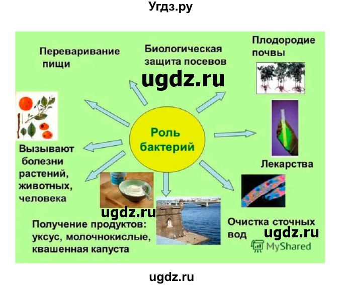 ГДЗ (Решебник 1) по биологии 7 класс Пономарева И.Н. / параграф номер / 50(продолжение 5)
