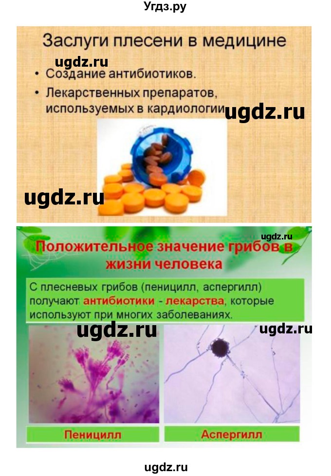 ГДЗ (Решебник 1) по биологии 7 класс Пономарева И.Н. / параграф номер / 51(продолжение 4)