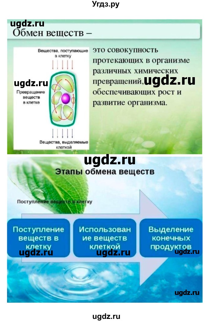 ГДЗ (Решебник 1) по биологии 7 класс Пономарева И.Н. / итог главы номер / 4(продолжение 12)