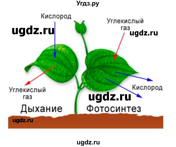 ГДЗ (Решебник 2) по биологии 7 класс Пономарева И.Н. / параграф номер / 28(продолжение 3)