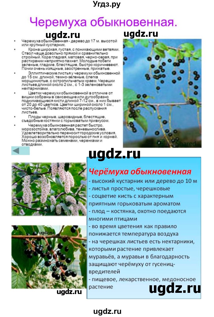 ГДЗ (Решебник) по биологии 7 класс (рабочая тетрадь) Пономарева И.Н. / параграф / 21(продолжение 7)