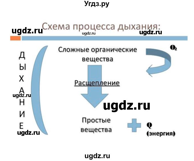 ГДЗ (Решебник) по биологии 7 класс (рабочая тетрадь) Пономарева И.Н. / параграф / 28(продолжение 5)
