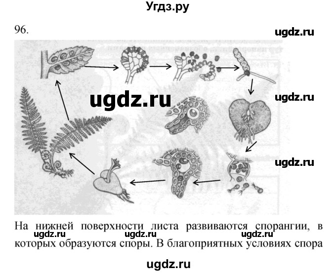 ГДЗ (Решебник) по биологии 7 класс (рабочая тетрадь) Захаров В.Б. / упражнение номер / 96