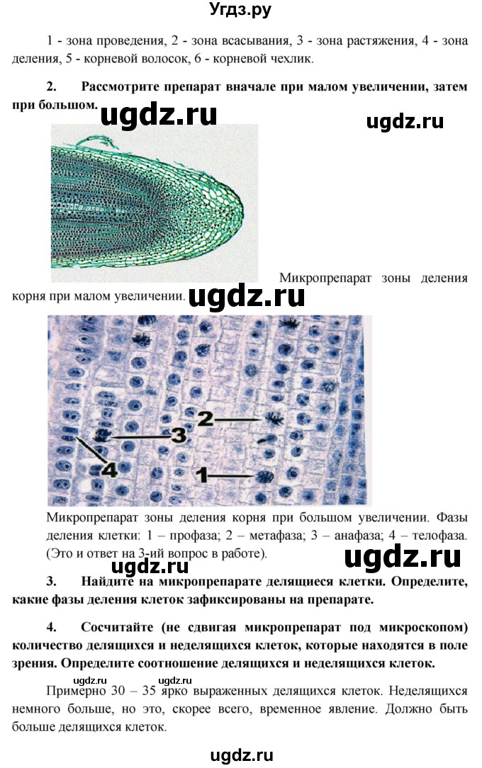 ГДЗ (Решебник к учебнику 2012) по биологии 11 класс Пономарева И.Н. / страница / 128(продолжение 4)