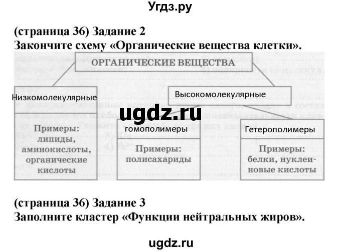 ГДЗ (Решебник) по биологии 10 класс (рабочая тетрадь) Агафонова И.Б. / страница номер / 36