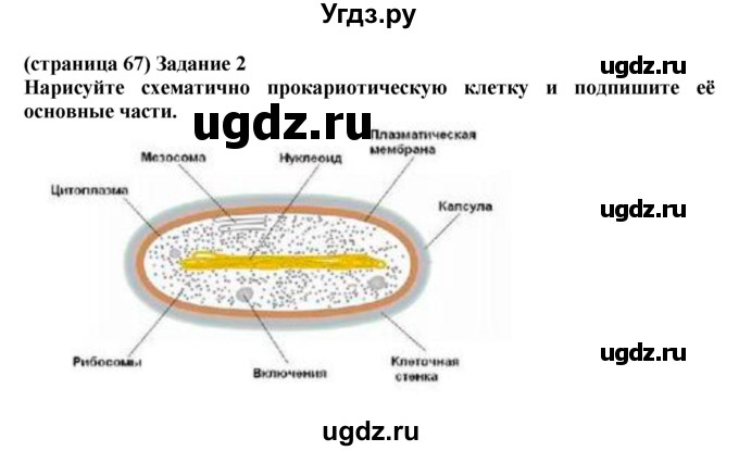 ГДЗ (Решебник) по биологии 10 класс (рабочая тетрадь) Агафонова И.Б. / страница номер / 67