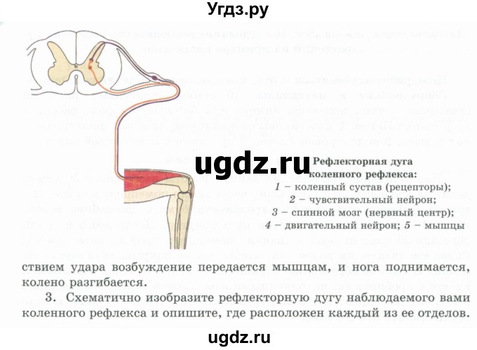 ГДЗ (Учебники) по биологии 7 класс Соловьева А.Р. / страница / 239(продолжение 2)