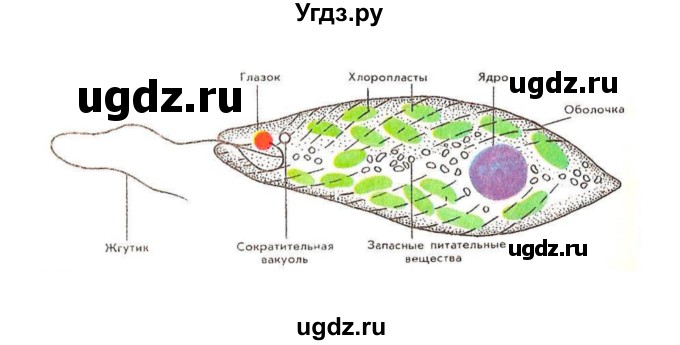 ГДЗ (Решебник) по биологии 7 класс Сивоглазов В.И. / параграф / 4(продолжение 7)