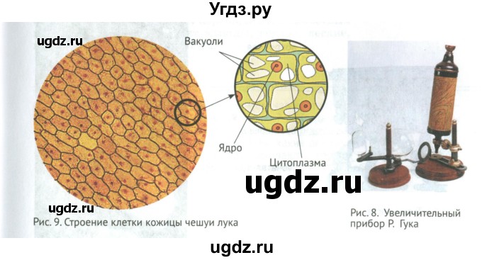 ГДЗ (Учебник) по биологии 5 класс (Организмы) Никишов А.И. / страница / 19(продолжение 2)