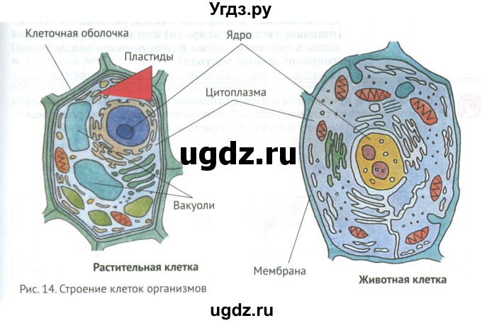 ГДЗ (Учебник) по биологии 5 класс (Организмы) Никишов А.И. / страница / 22(продолжение 4)