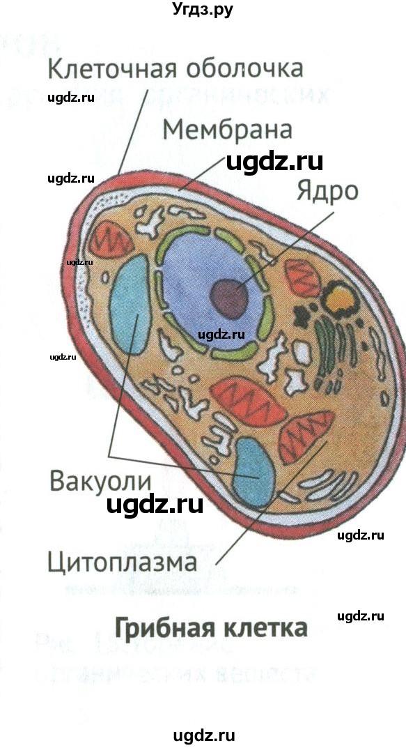 ГДЗ (Учебник) по биологии 5 класс (Организмы) Никишов А.И. / страница / 22(продолжение 5)