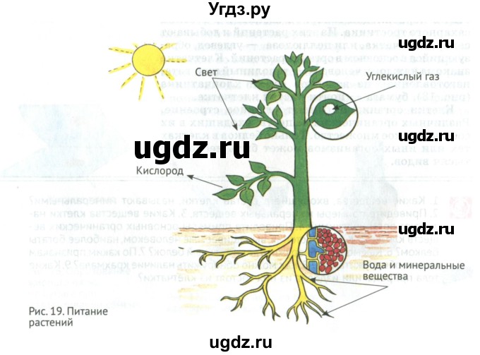 ГДЗ (Учебник) по биологии 5 класс (Организмы) Никишов А.И. / страница / 28(продолжение 2)