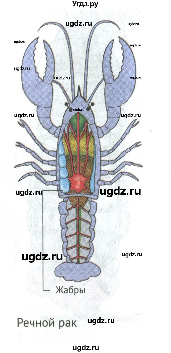 ГДЗ (Учебник) по биологии 5 класс (Организмы) Никишов А.И. / страница / 31(продолжение 2)