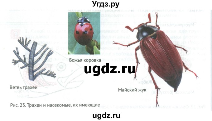 ГДЗ (Учебник) по биологии 5 класс (Организмы) Никишов А.И. / страница / 31(продолжение 4)