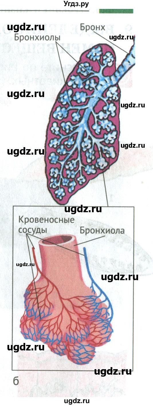 ГДЗ (Учебник) по биологии 5 класс (Организмы) Никишов А.И. / страница / 31(продолжение 7)