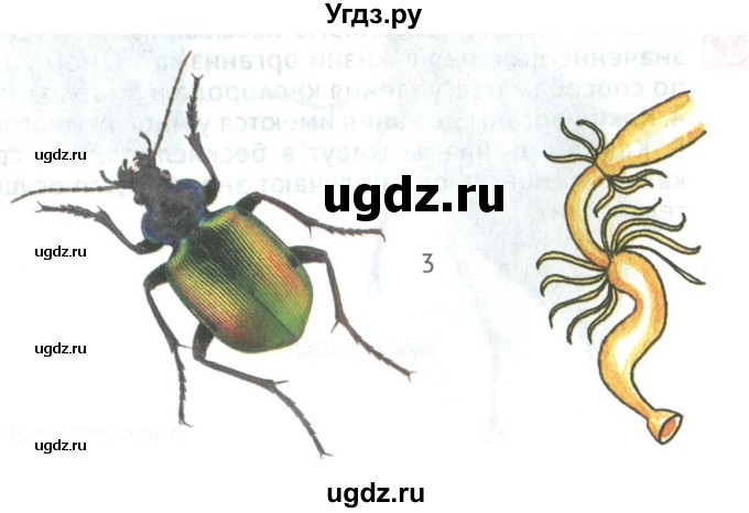 ГДЗ (Учебник) по биологии 5 класс (Организмы) Никишов А.И. / страница / 34(продолжение 3)