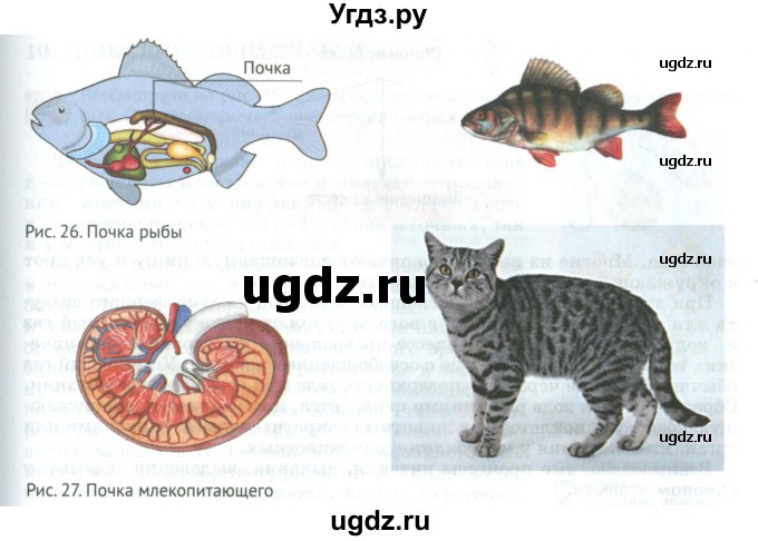 ГДЗ (Учебник) по биологии 5 класс (Организмы) Никишов А.И. / страница / 34(продолжение 4)