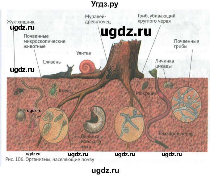ГДЗ (Учебник) по биологии 5 класс (Организмы) Никишов А.И. / страница / 99(продолжение 2)