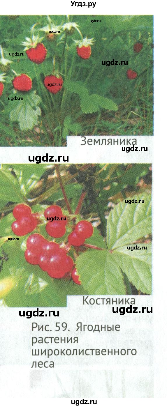ГДЗ (Учебник) по биологии 6 класс Никишов А.И. / страница / 49(продолжение 6)
