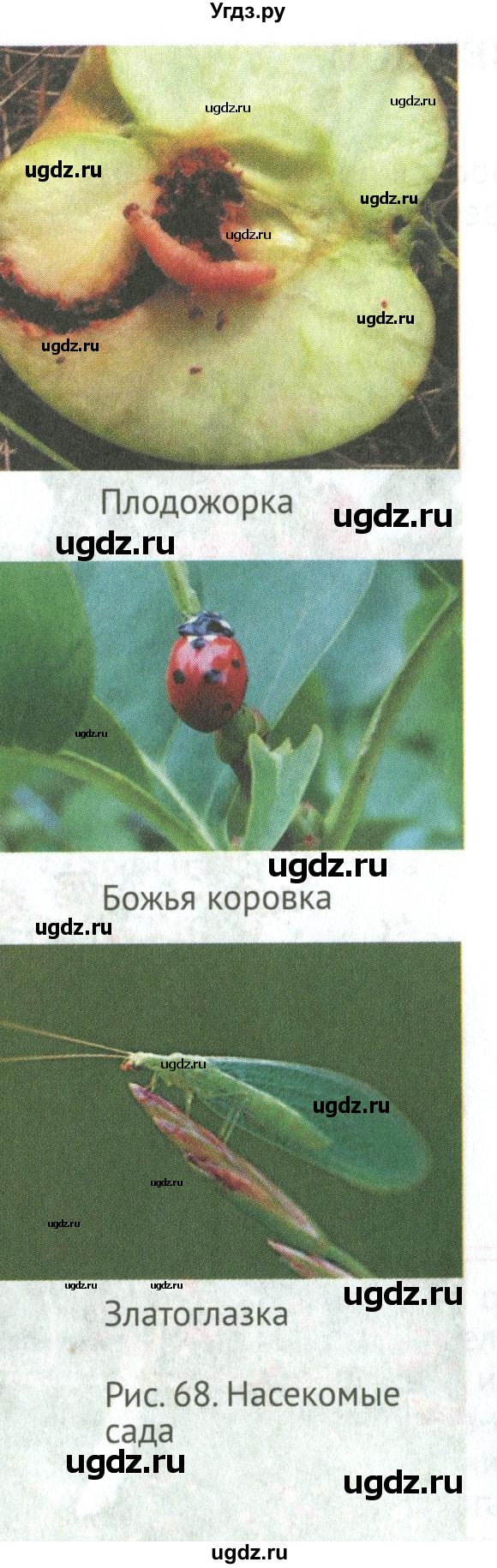 ГДЗ (Учебник) по биологии 6 класс Никишов А.И. / страница / 59(продолжение 3)
