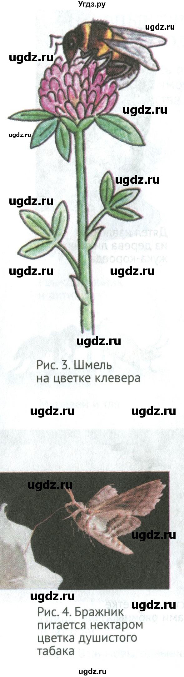 ГДЗ (Учебник) по биологии 6 класс Никишов А.И. / страница / 6(продолжение 5)