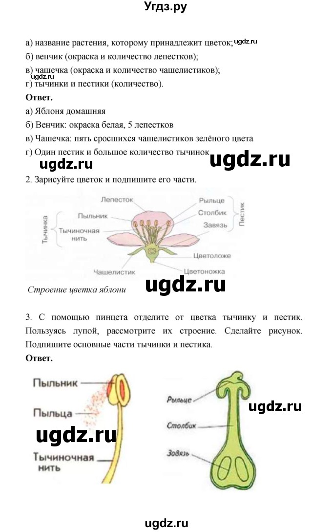 ГДЗ (Решебник) по биологии 6 класс (рабочая тетрадь) В.И. Сивоглазов / страница / 36(продолжение 2)