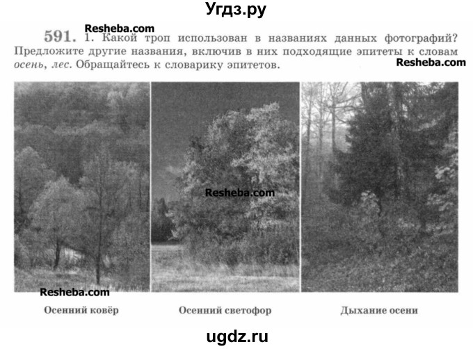 ГДЗ (Учебник) по русскому языку 7 класс С.И. Львова / номер упражнения / 591