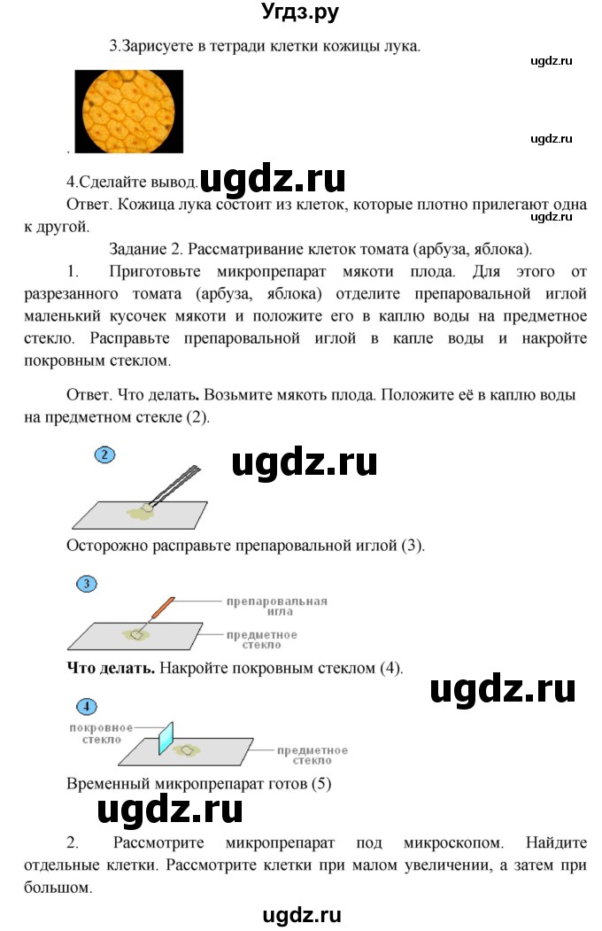 ГДЗ (Решебник) по биологии 5 класс Пономарева И.Н. / лабораторная работа / 2(продолжение 2)