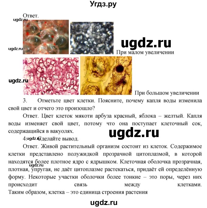 ГДЗ (Решебник) по биологии 5 класс Пономарева И.Н. / лабораторная работа / 2(продолжение 3)