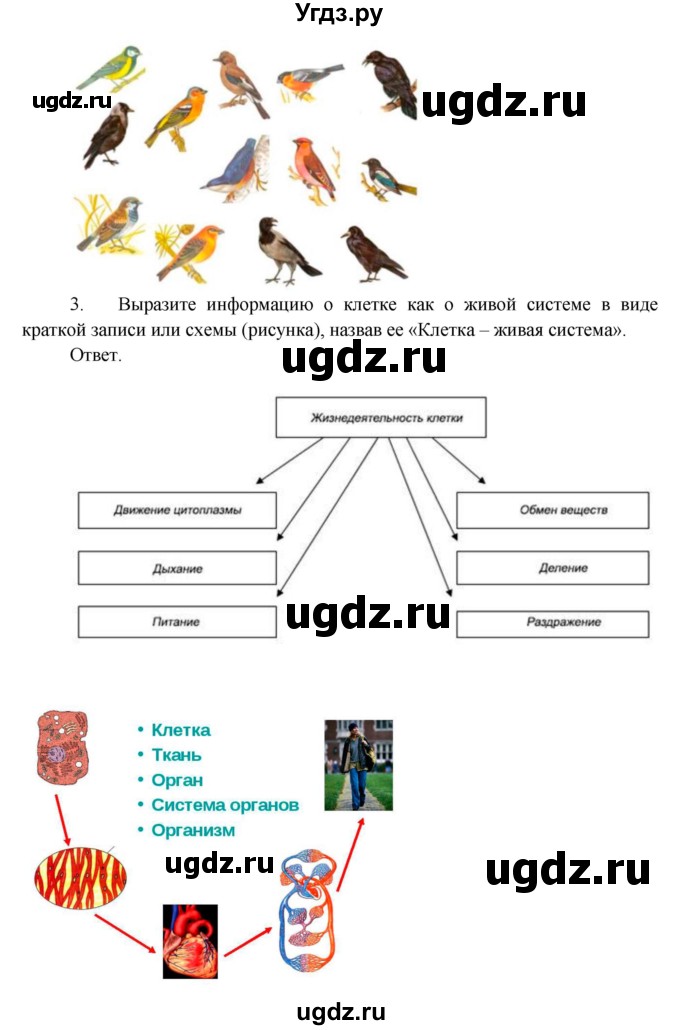 ГДЗ (Решебник) по биологии 5 класс Пономарева И.Н. / подведем итоги / итоги после 7§ / Работа с моделями(продолжение 2)