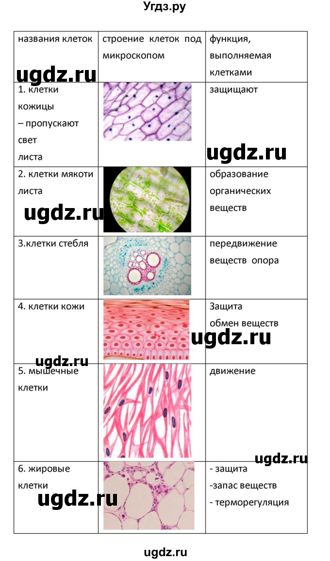 ГДЗ (Решебник) по биологии 5 класс (рабочая тетрадь) Сухова Т.С. / параграф / 9(продолжение 2)