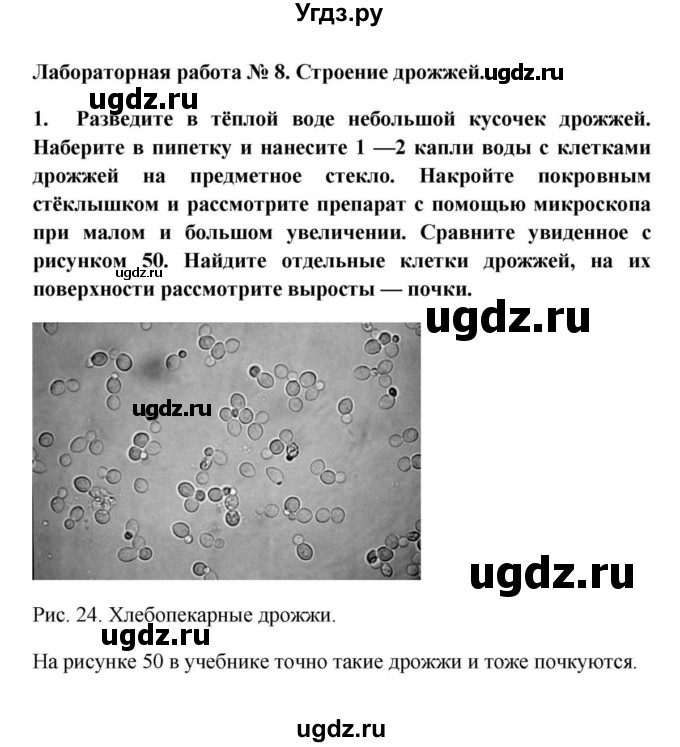 На рисунке представлены дрожжи какое свойство