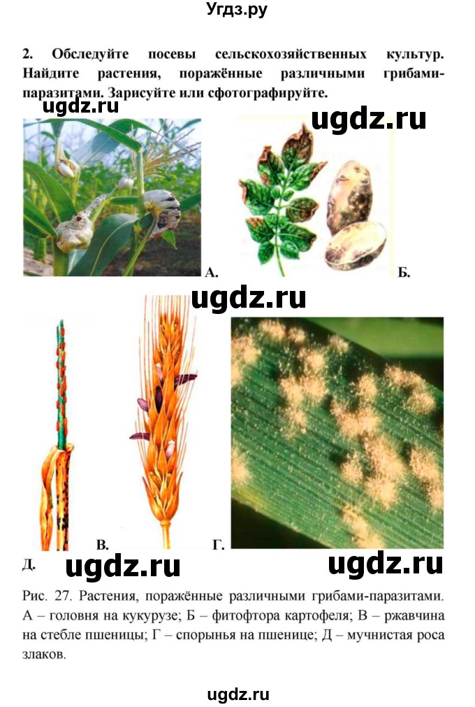 ГДЗ (решебник) по биологии 5 класс В.В. Пасечник / § 16. Грибы-паразиты / Задания для любознательных / 2