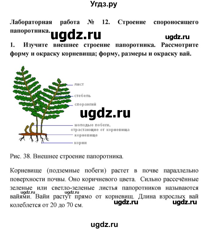 ГДЗ (решебник) по биологии 5 класс В.В. Пасечник / § 21. Плауны. Хвощи. Папоротники / Лабораторная работа № 12 / 1