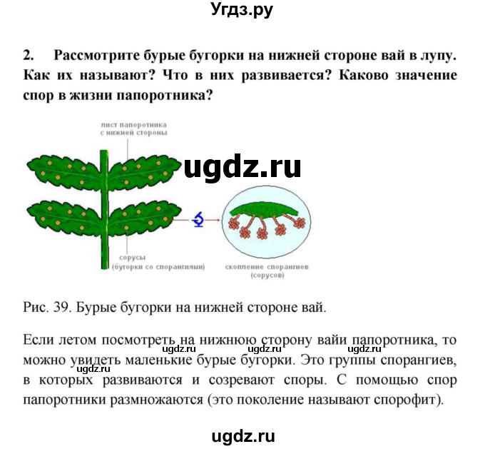 ГДЗ (решебник) по биологии 5 класс В.В. Пасечник / § 21. Плауны. Хвощи. Папоротники / Лабораторная работа № 12 / 2