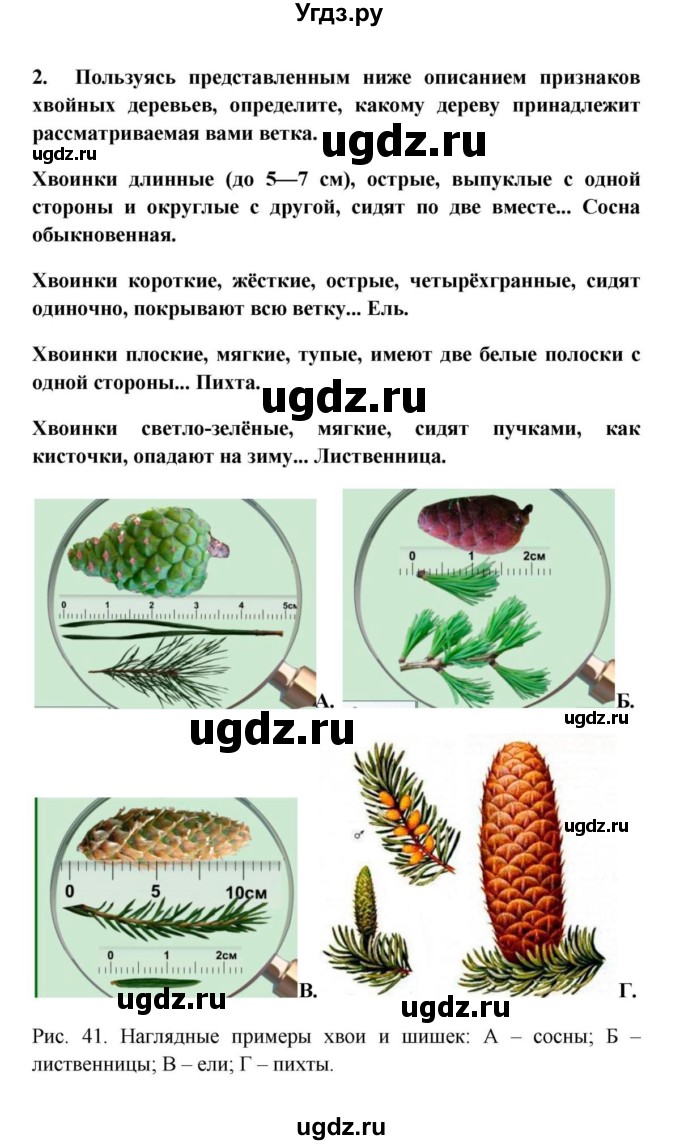 ГДЗ (решебник) по биологии 5 класс В.В. Пасечник / § 22. Голосеменные / Лабораторная работа № 13 / 2